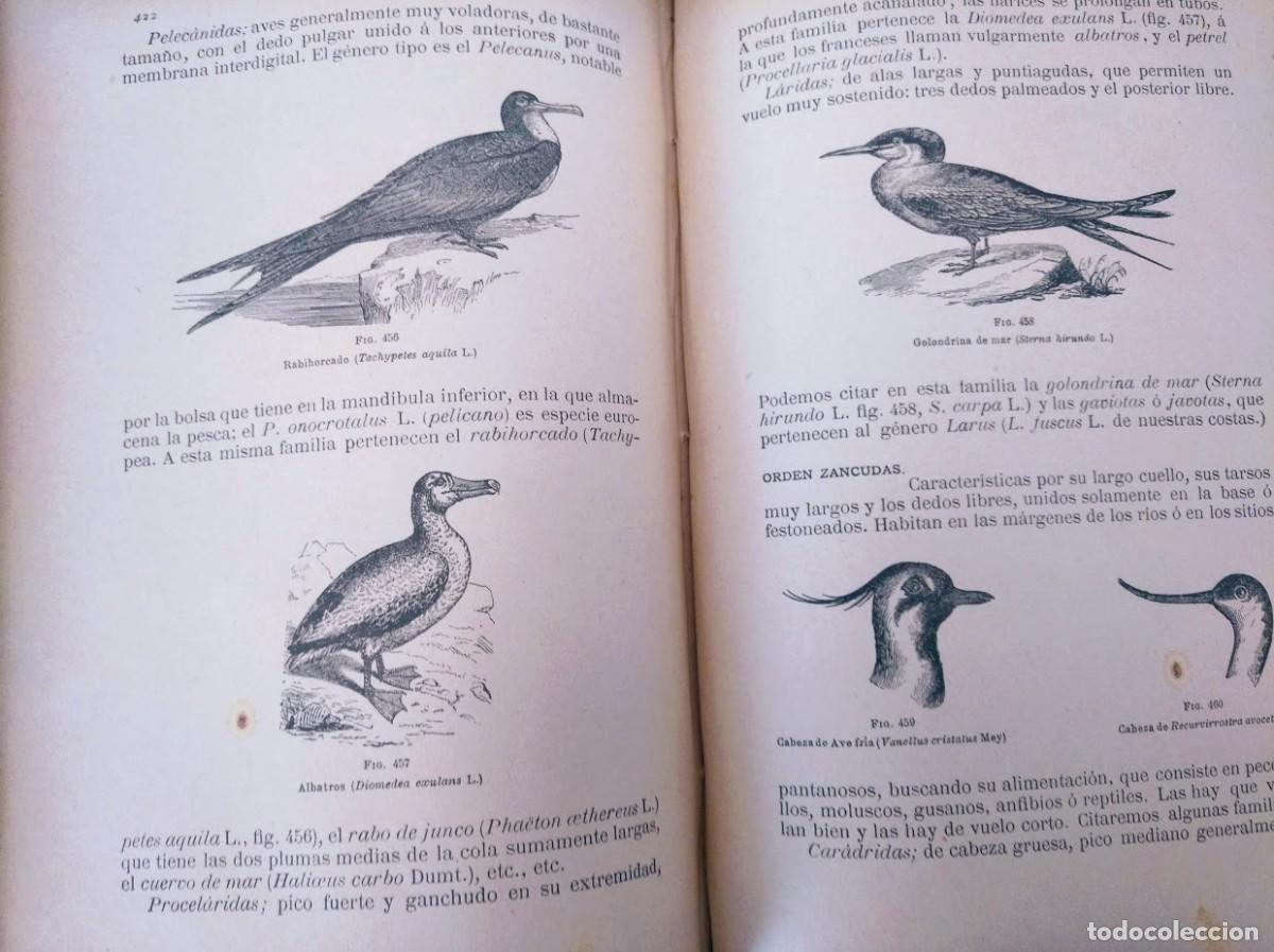 Libros antiguos: Zoolog&iacute;a. Od&oacute;n de Buen. 1890. - Foto 9