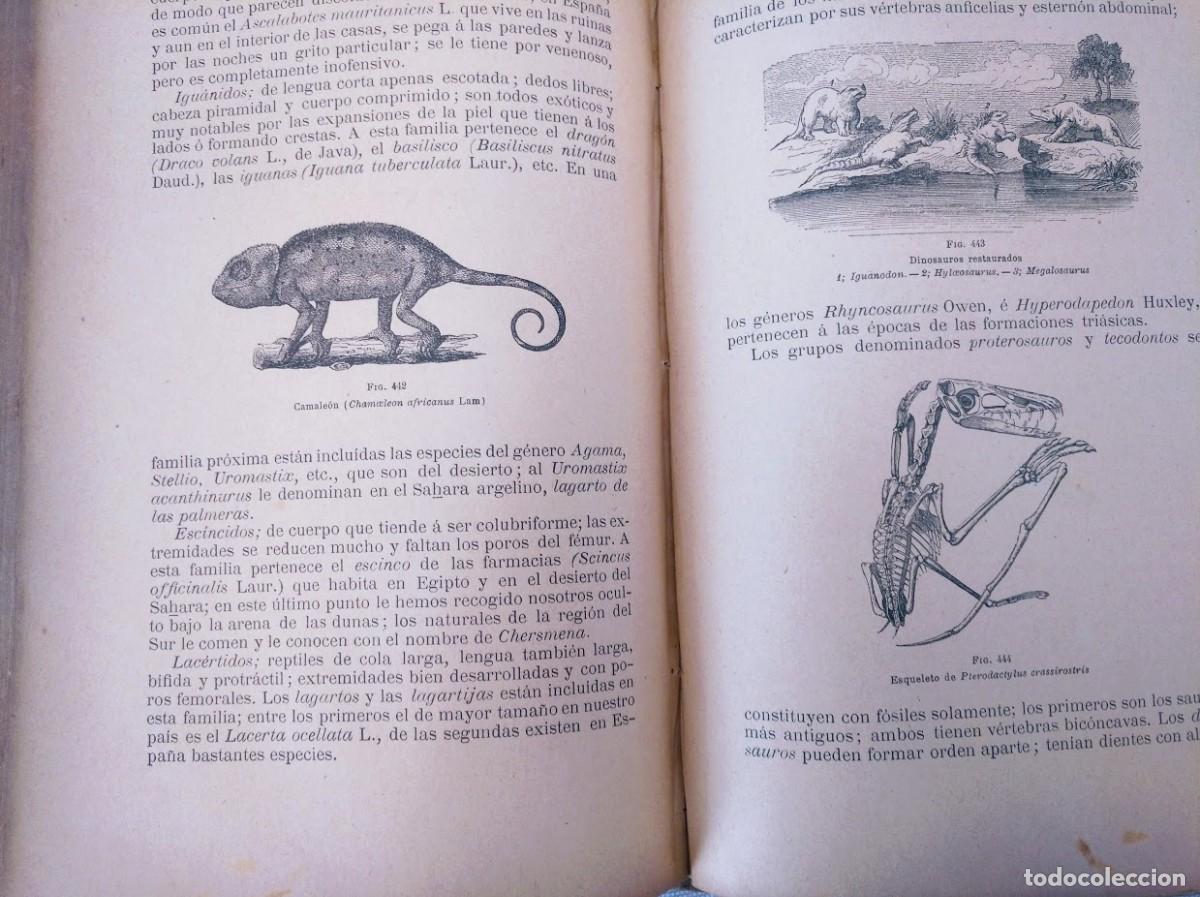 Libros antiguos: Zoolog&iacute;a. Od&oacute;n de Buen. 1890. - Foto 10