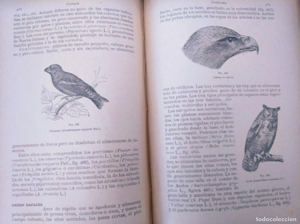 Libros antiguos: Zoolog&iacute;a. Od&oacute;n de Buen. 1890. - Foto 11