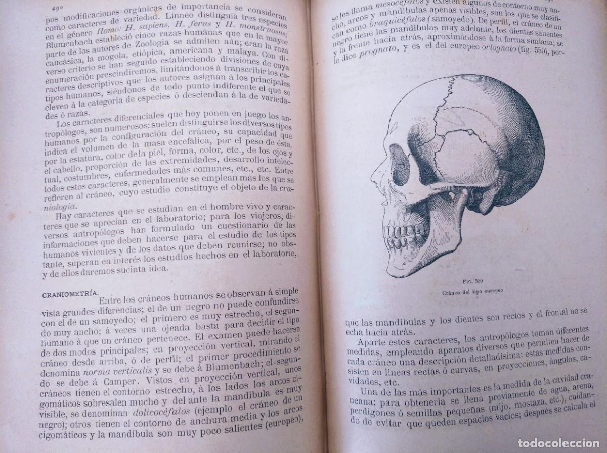 Libros antiguos: Zoolog&iacute;a. Od&oacute;n de Buen. 1890. - Foto 12