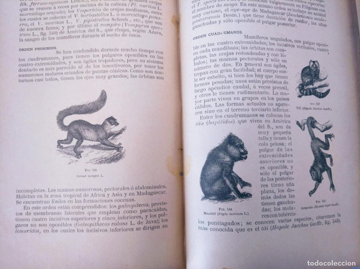 Libros antiguos: Zoolog&iacute;a. Od&oacute;n de Buen. 1890. - Foto 15