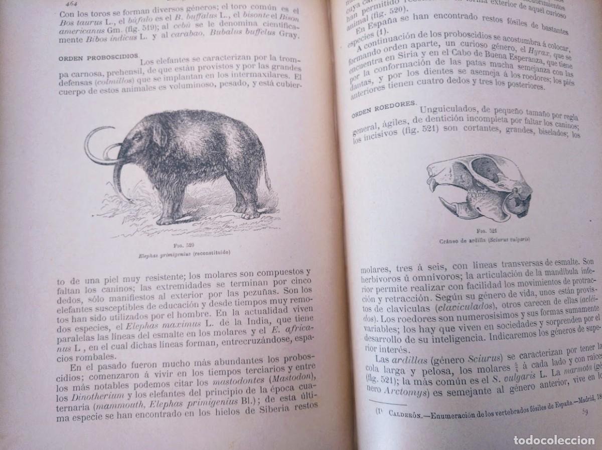 Libros antiguos: Zoolog&iacute;a. Od&oacute;n de Buen. 1890. - Foto 16