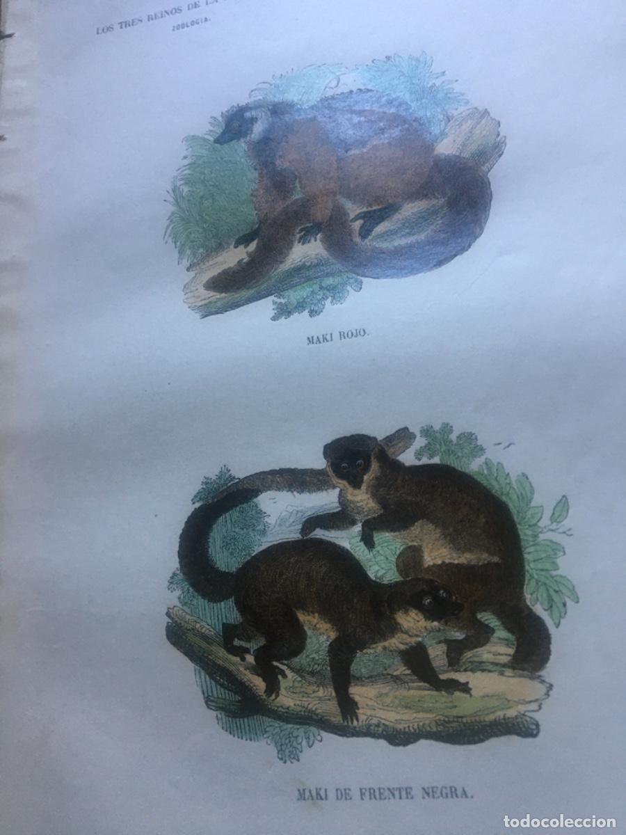 Libros antiguos: Historia natural buffon 1852. 6 tomos - Foto 6