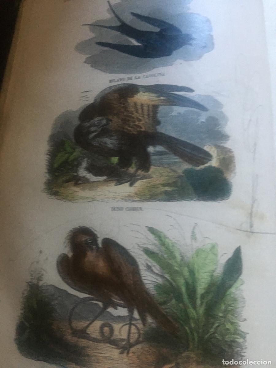 Libros antiguos: Historia natural buffon 1852. 6 tomos - Foto 9