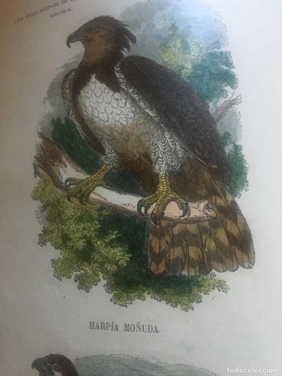 Libros antiguos: Historia natural buffon 1852. 6 tomos - Foto 10