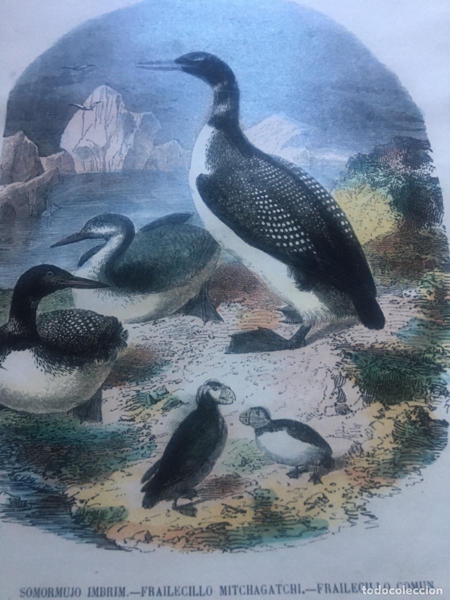 Libros antiguos: Historia natural buffon 1852. 6 tomos - Foto 12