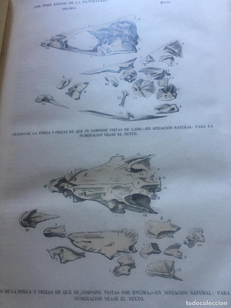 Libros antiguos: Historia natural buffon 1852. 6 tomos - Foto 14