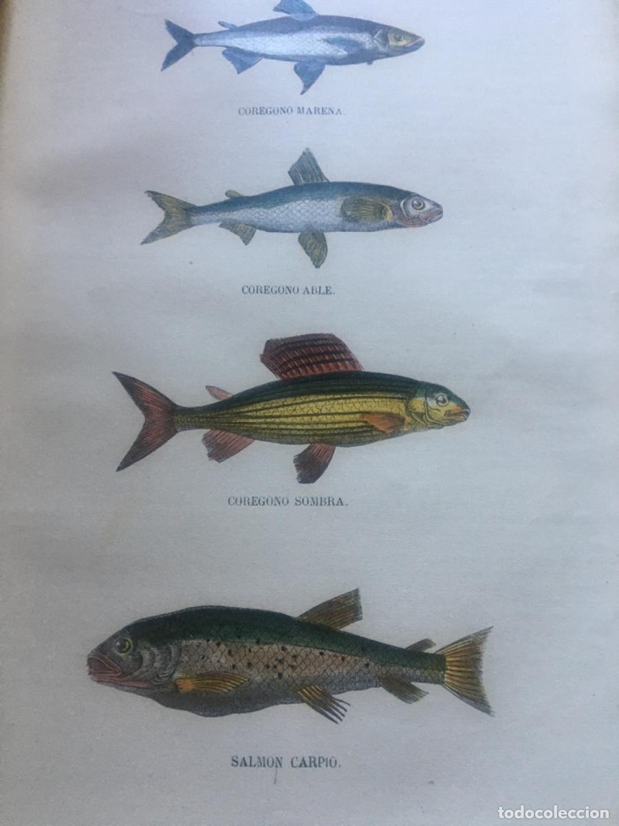 Libros antiguos: Historia natural buffon 1852. 6 tomos - Foto 15