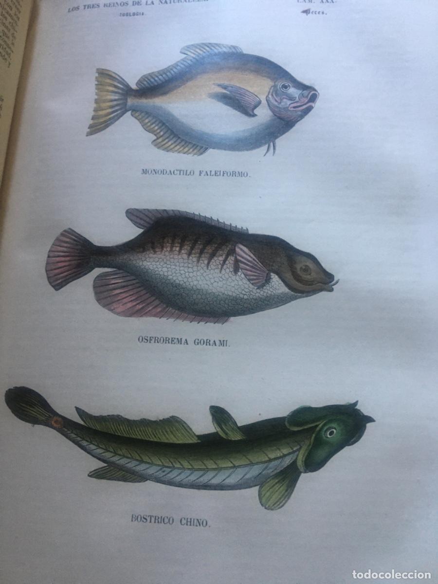 Libros antiguos: Historia natural buffon 1852. 6 tomos - Foto 17