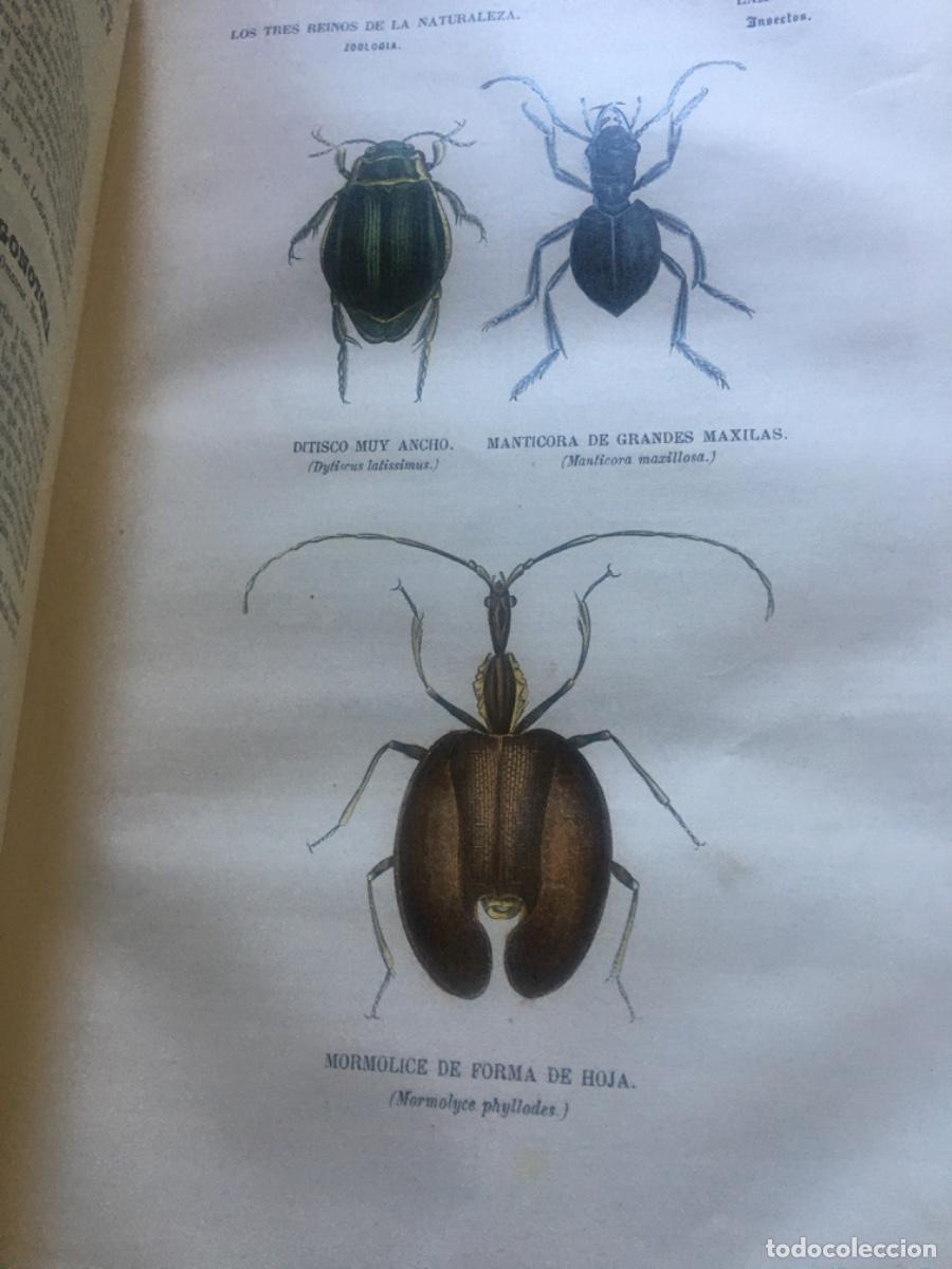 Libros antiguos: Historia natural buffon 1852. 6 tomos - Foto 18