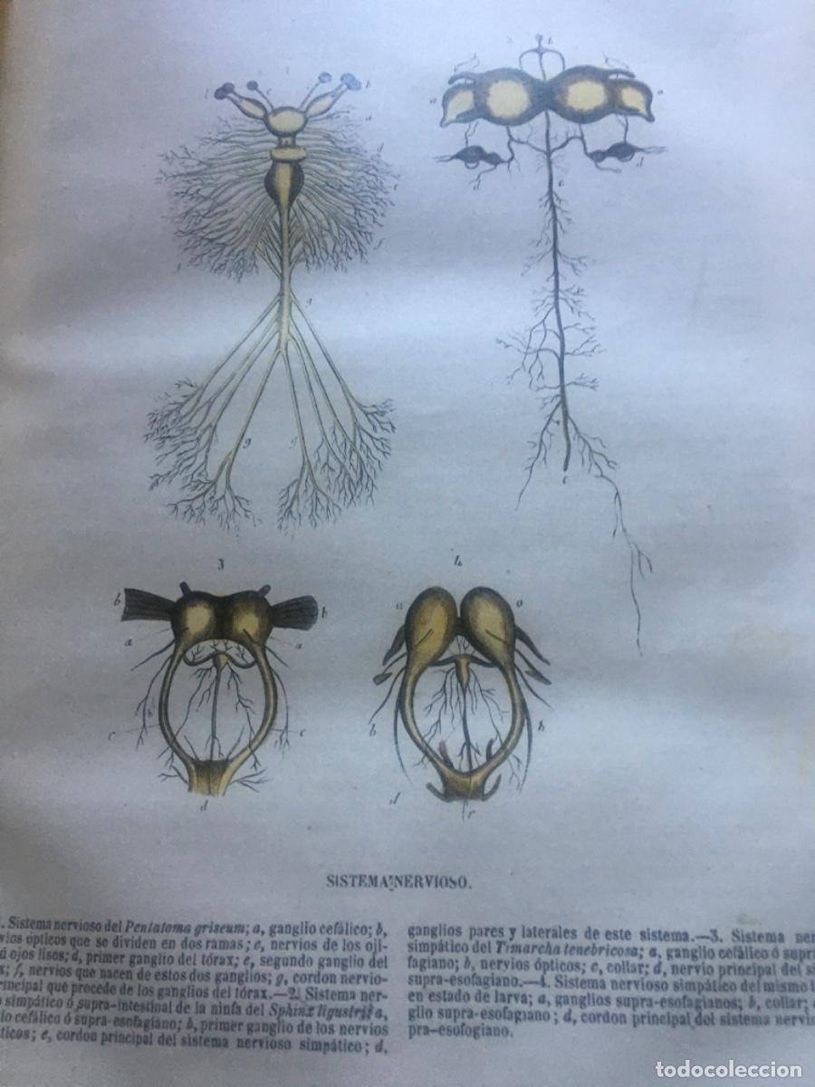 Libros antiguos: Historia natural buffon 1852. 6 tomos - Foto 19