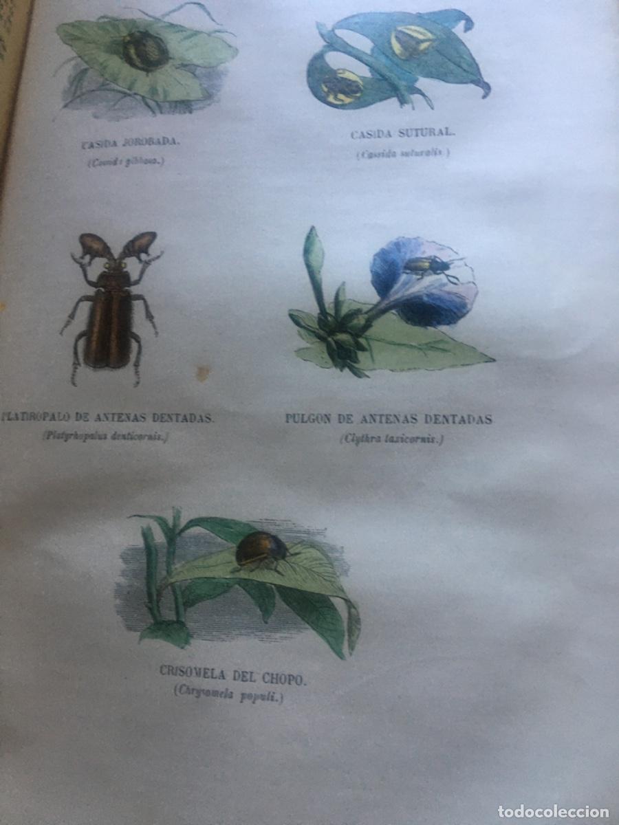 Libros antiguos: Historia natural buffon 1852. 6 tomos - Foto 20