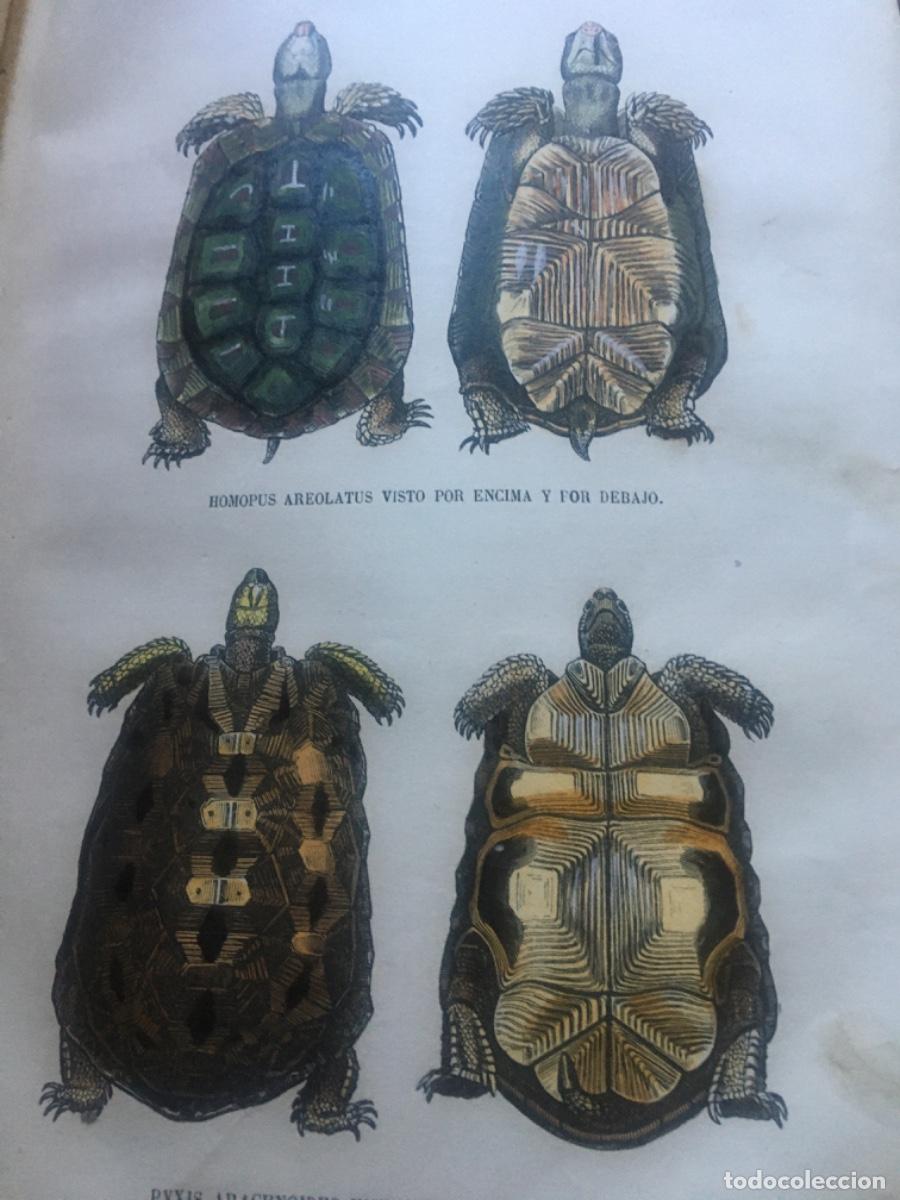 Libros antiguos: Historia natural buffon 1852. 6 tomos - Foto 23