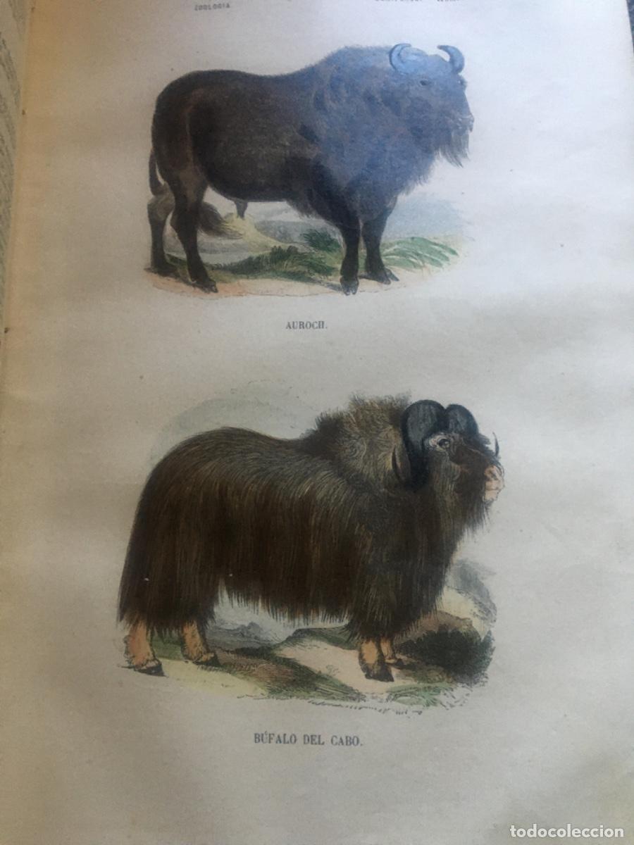 Libros antiguos: Historia natural buffon 1852. 6 tomos - Foto 26