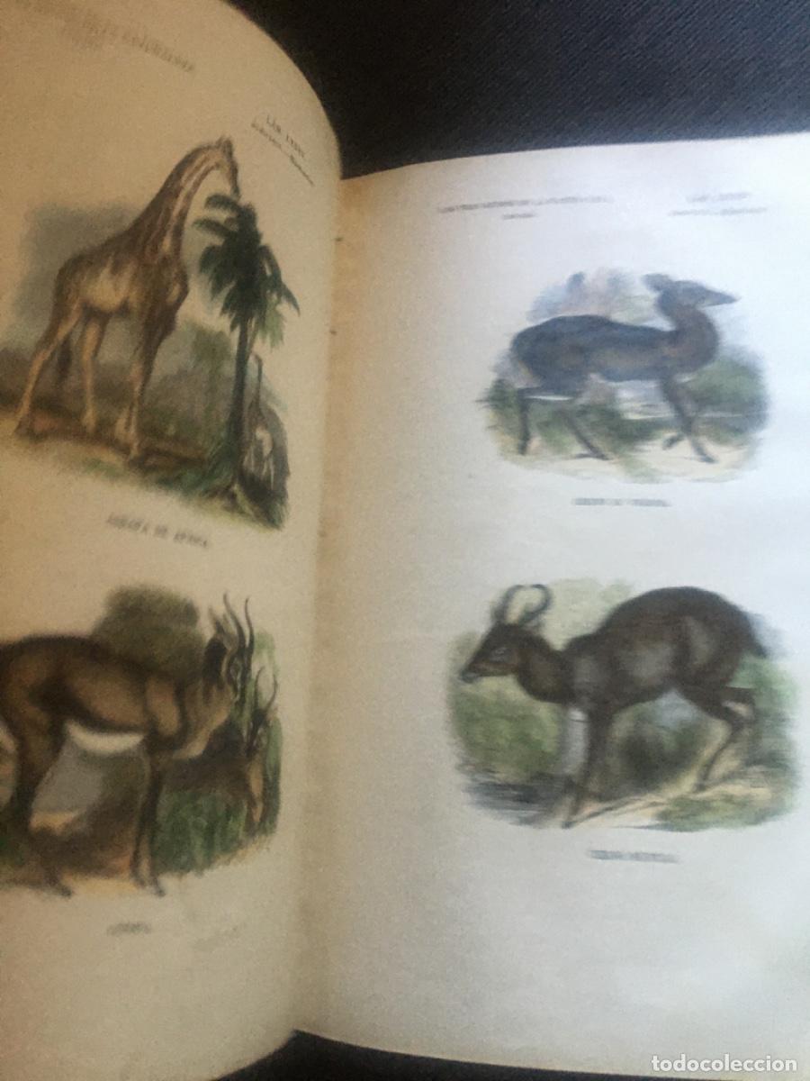 Libros antiguos: Historia natural buffon 1852. 6 tomos - Foto 27