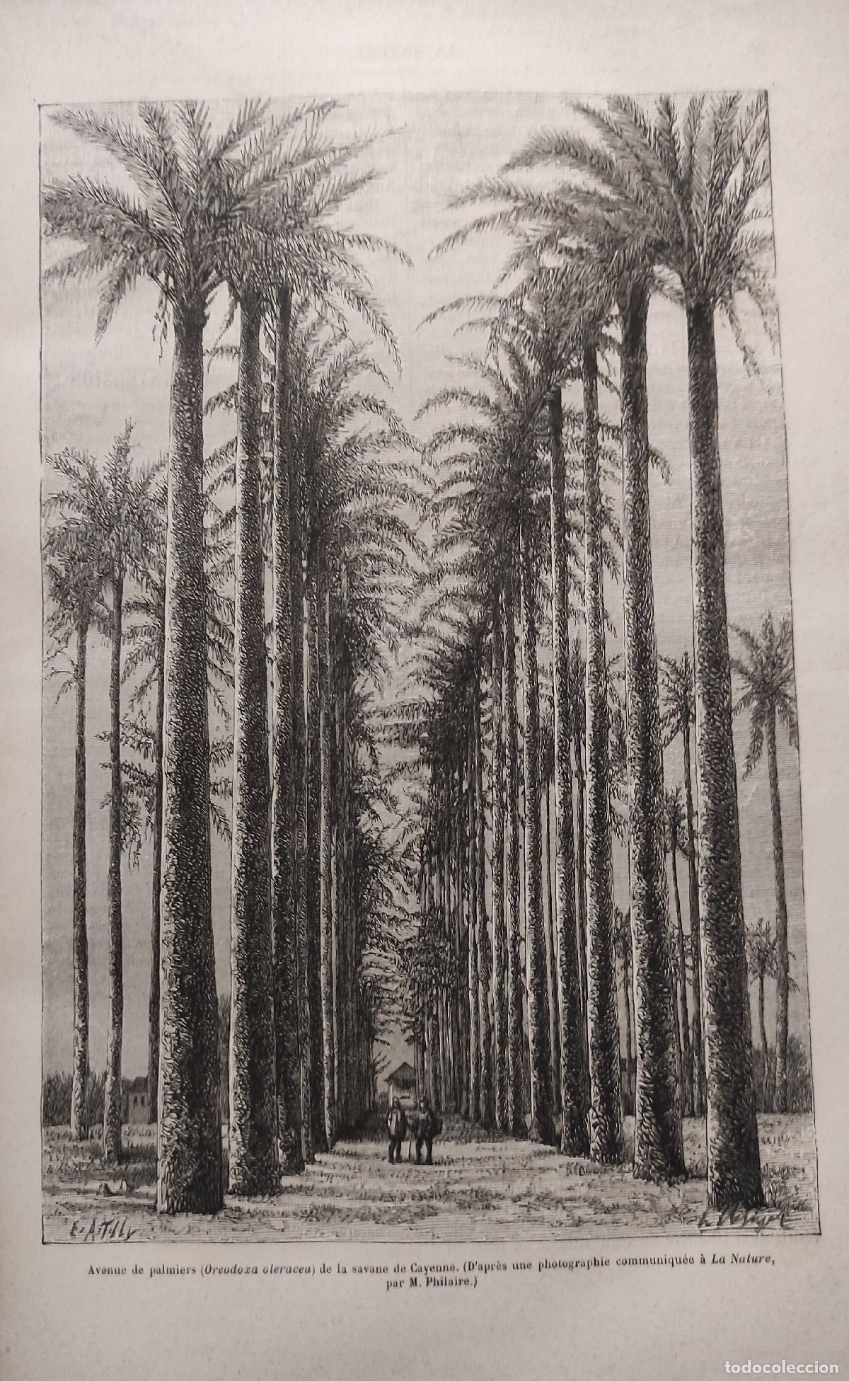 Libros antiguos: LA NATURE - 2 TOMOS - 1888 - 1889 - Foto 4