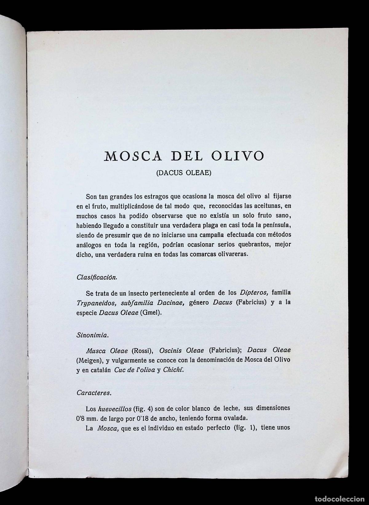 Libros antiguos: MOSCA DEL OLIVO. Dacus Oleae (Gmel). - NONELL COMAS, Jaime. - Foto 2