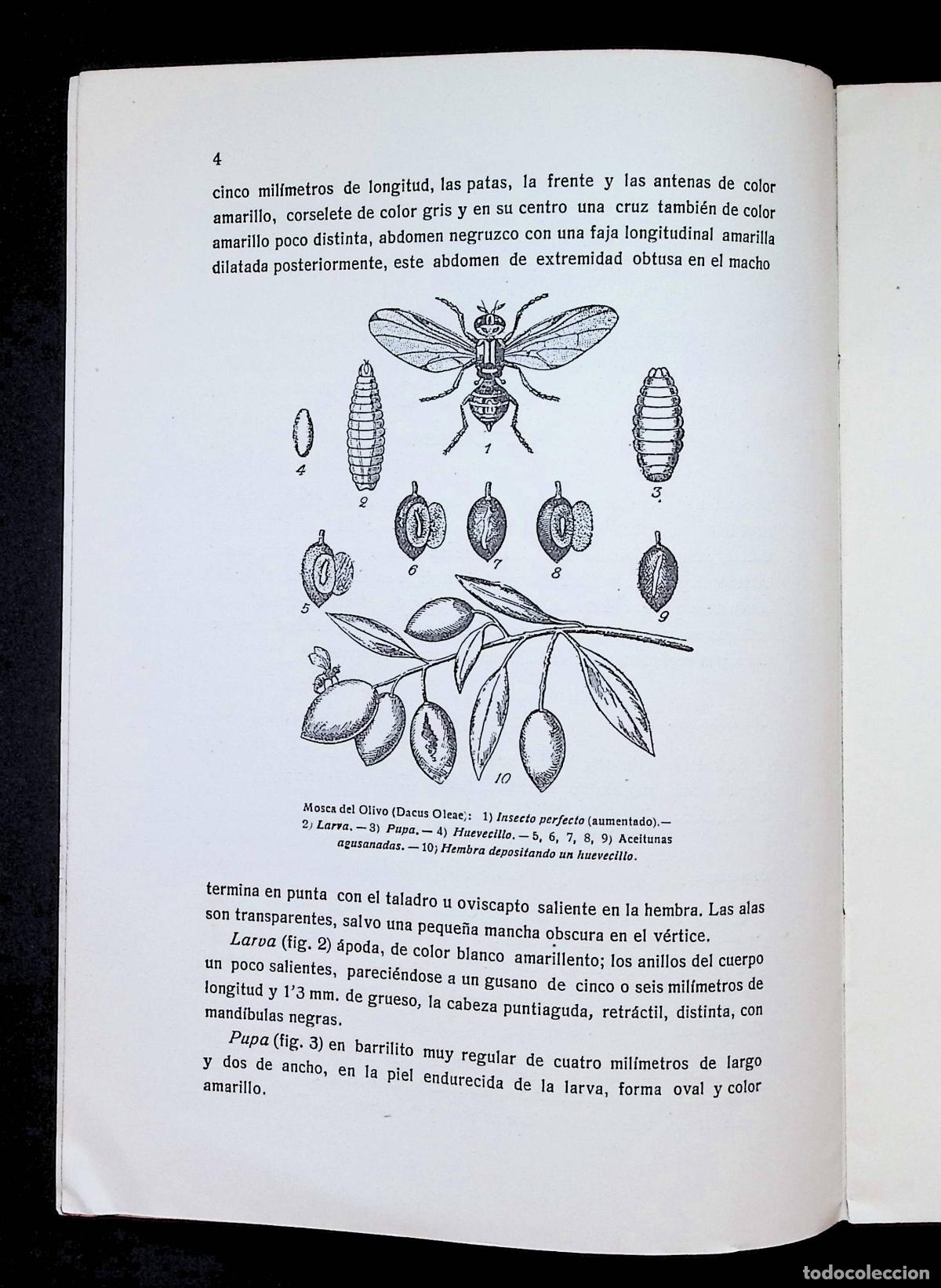 Libros antiguos: MOSCA DEL OLIVO. Dacus Oleae (Gmel). - NONELL COMAS, Jaime. - Foto 3