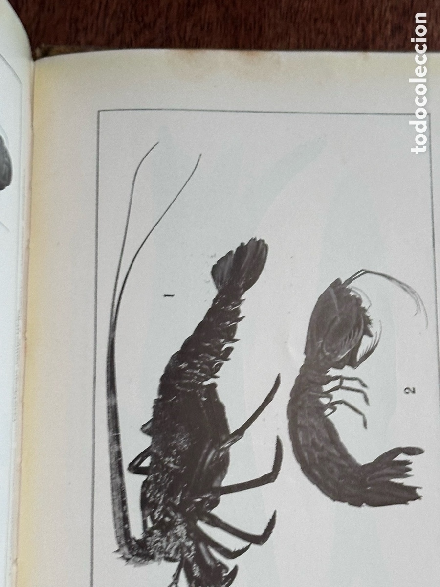 Libros antiguos: Colecci&oacute;n Labor Los animales marinos - Foto 3