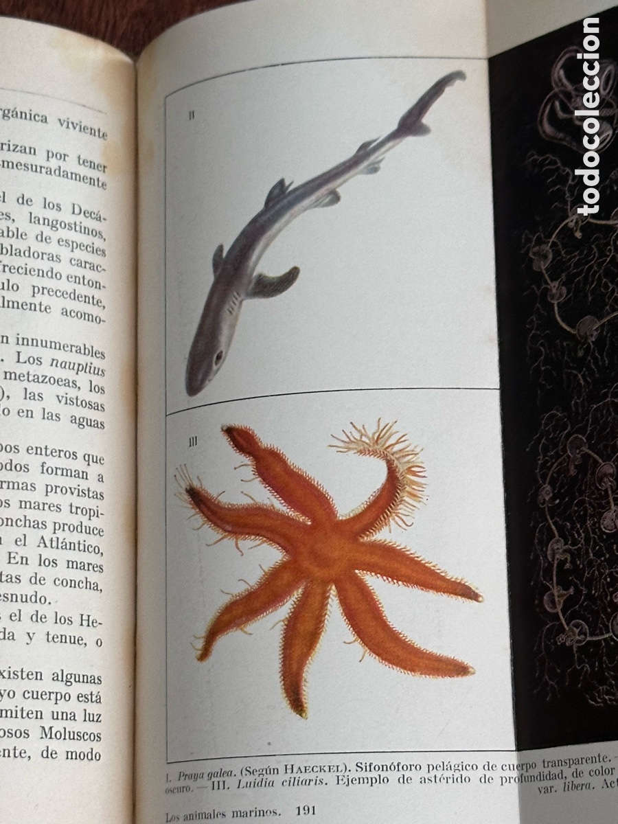 Libros antiguos: Colecci&oacute;n Labor Los animales marinos - Foto 4