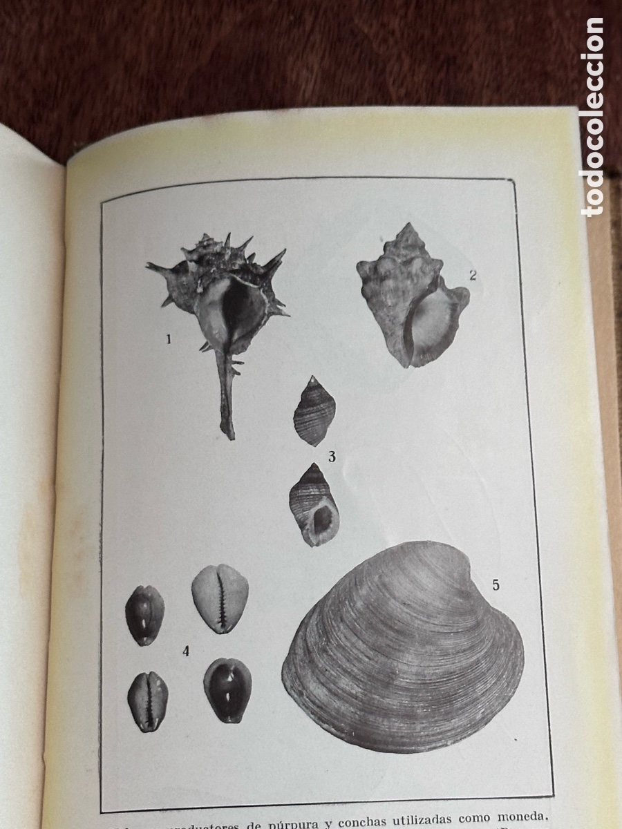 Libros antiguos: Colecci&oacute;n Labor Los animales marinos - Foto 7