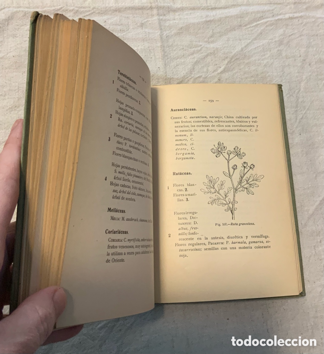 Libros antiguos: Flora de Espa&ntilde;a. Celso Ar&eacute;valo - Foto 5