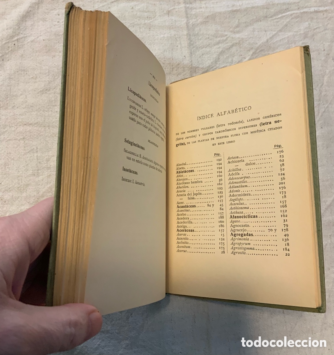 Libros antiguos: Flora de Espa&ntilde;a. Celso Ar&eacute;valo - Foto 6