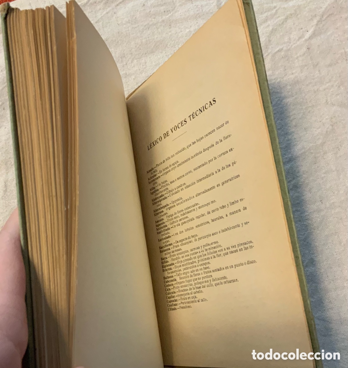 Libros antiguos: Flora de Espa&ntilde;a. Celso Ar&eacute;valo - Foto 7