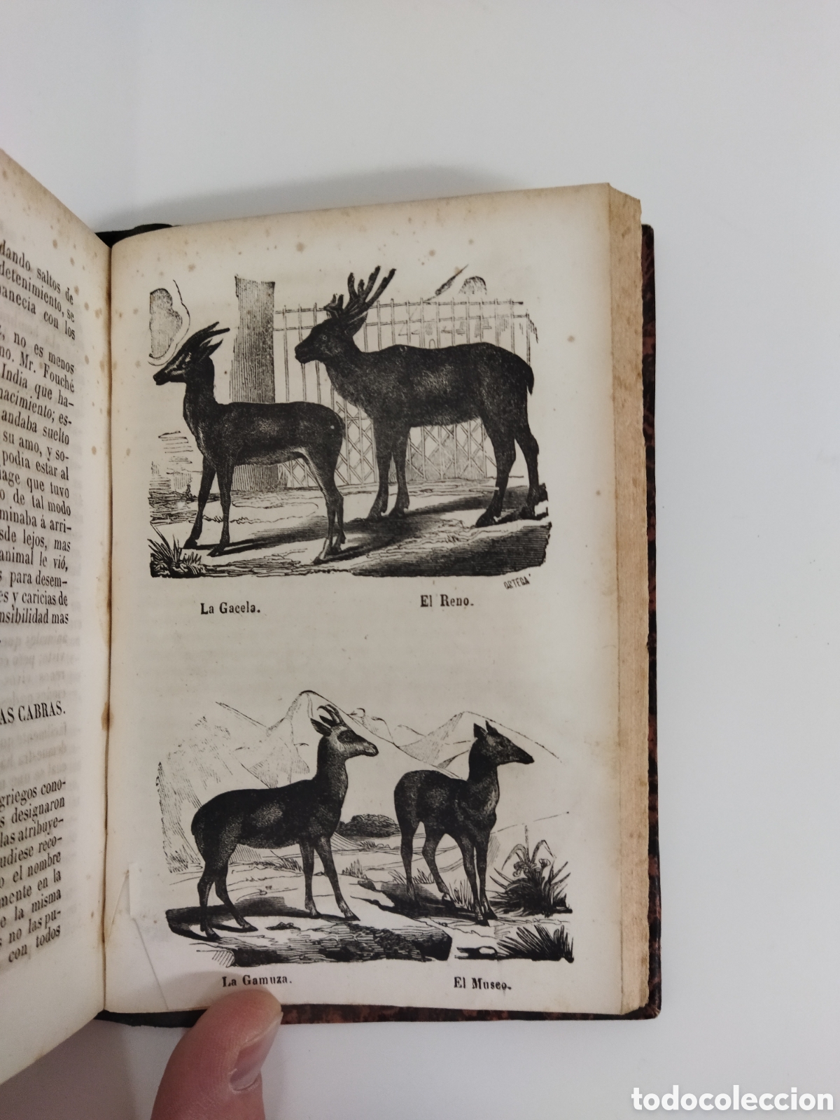 Libros antiguos: Obras completas Buffon 1847 35 vol&uacute;menes - Foto 12