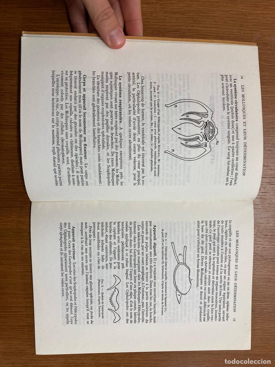 Libros antiguos: Les mollusques et leur d&eacute;termination - Foto 2