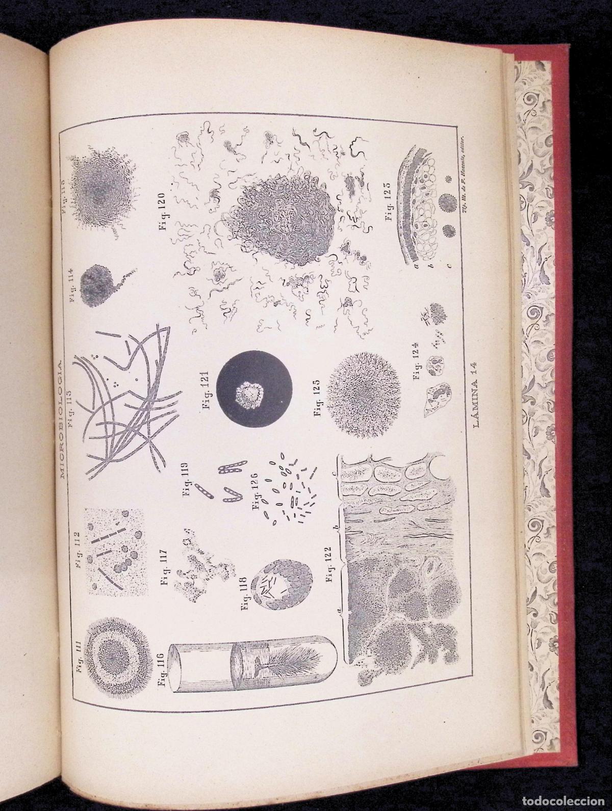 Libros antiguos: TRATADO DE MICROBIOLOG&Iacute;A &Oacute; LOS INFINITAMENTE PEQUE&Ntilde;OS. - TYNDALL, MAC&Eacute;, PASTEUR, ETC. - Foto 8