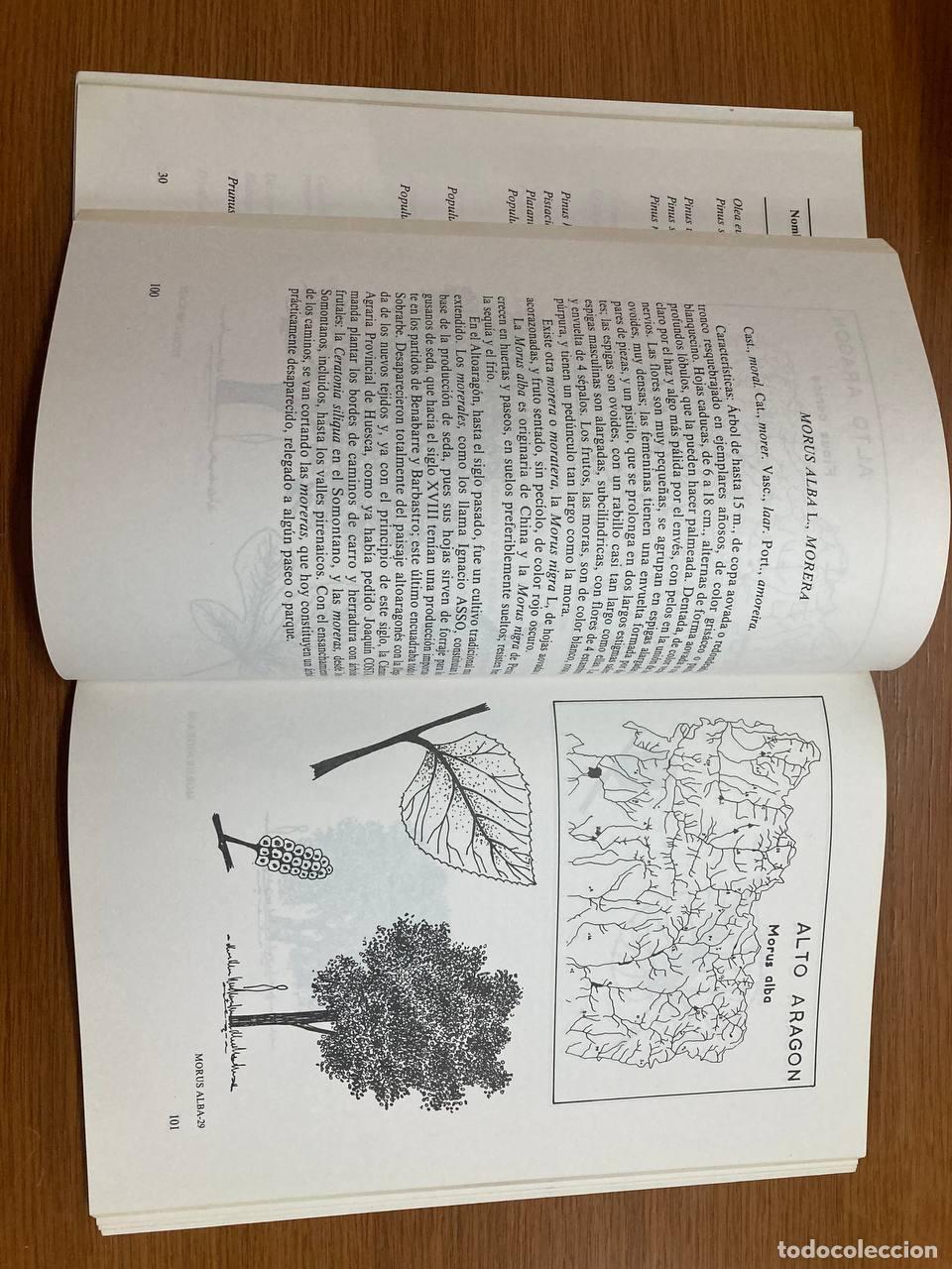 Libros antiguos: Los &aacute;rboles del Alto Arag&oacute;n - Foto 2