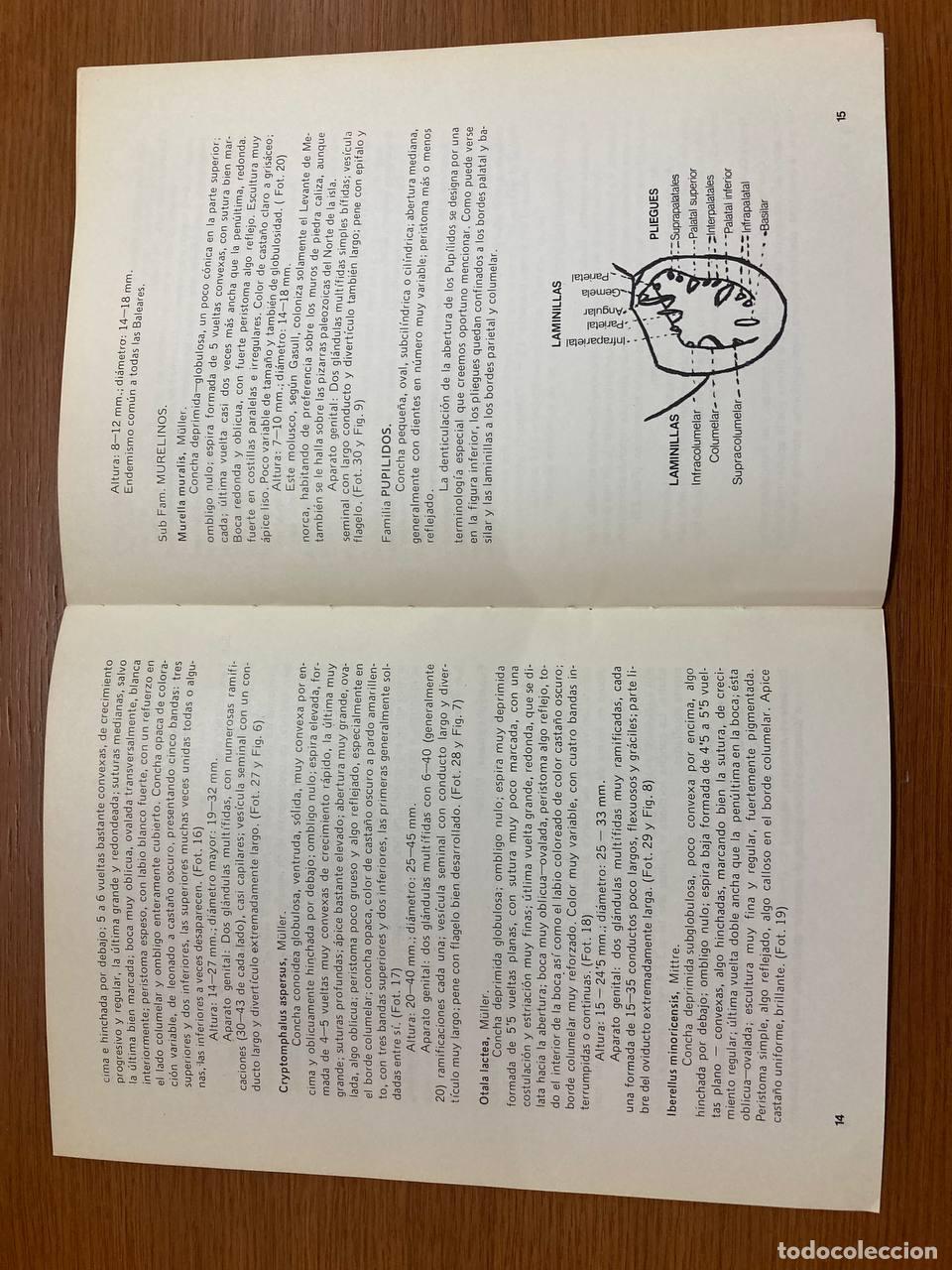 Libros antiguos: Estudio comparado de los moluscos terrestres de Menorca - Foto 2