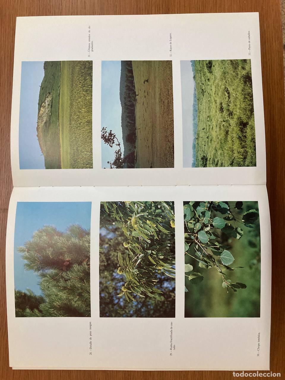 Libros antiguos: Mapa de la vegetaci&oacute;n de &Aacute;lava - Foto 2