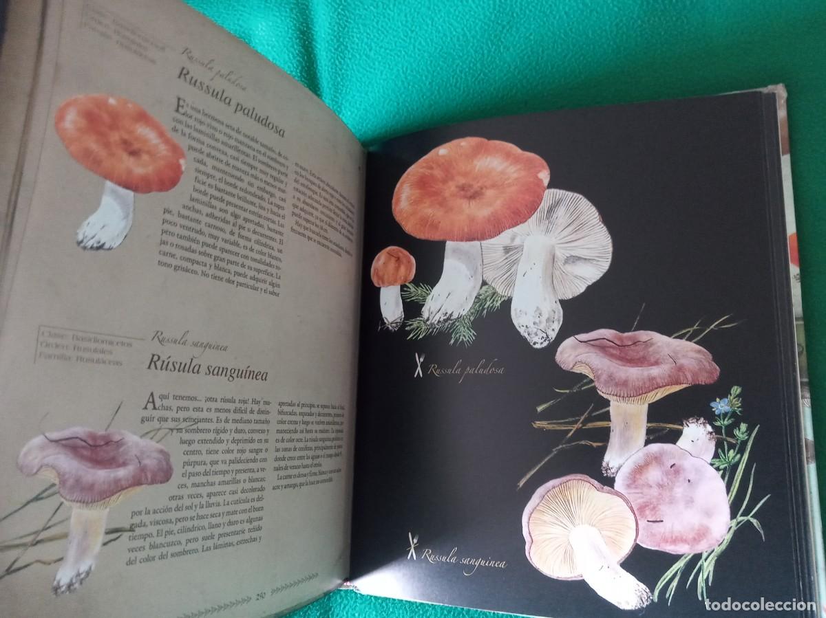 Libros antiguos: LOTE DE 2 LIBROS DE SETAS - Foto 2