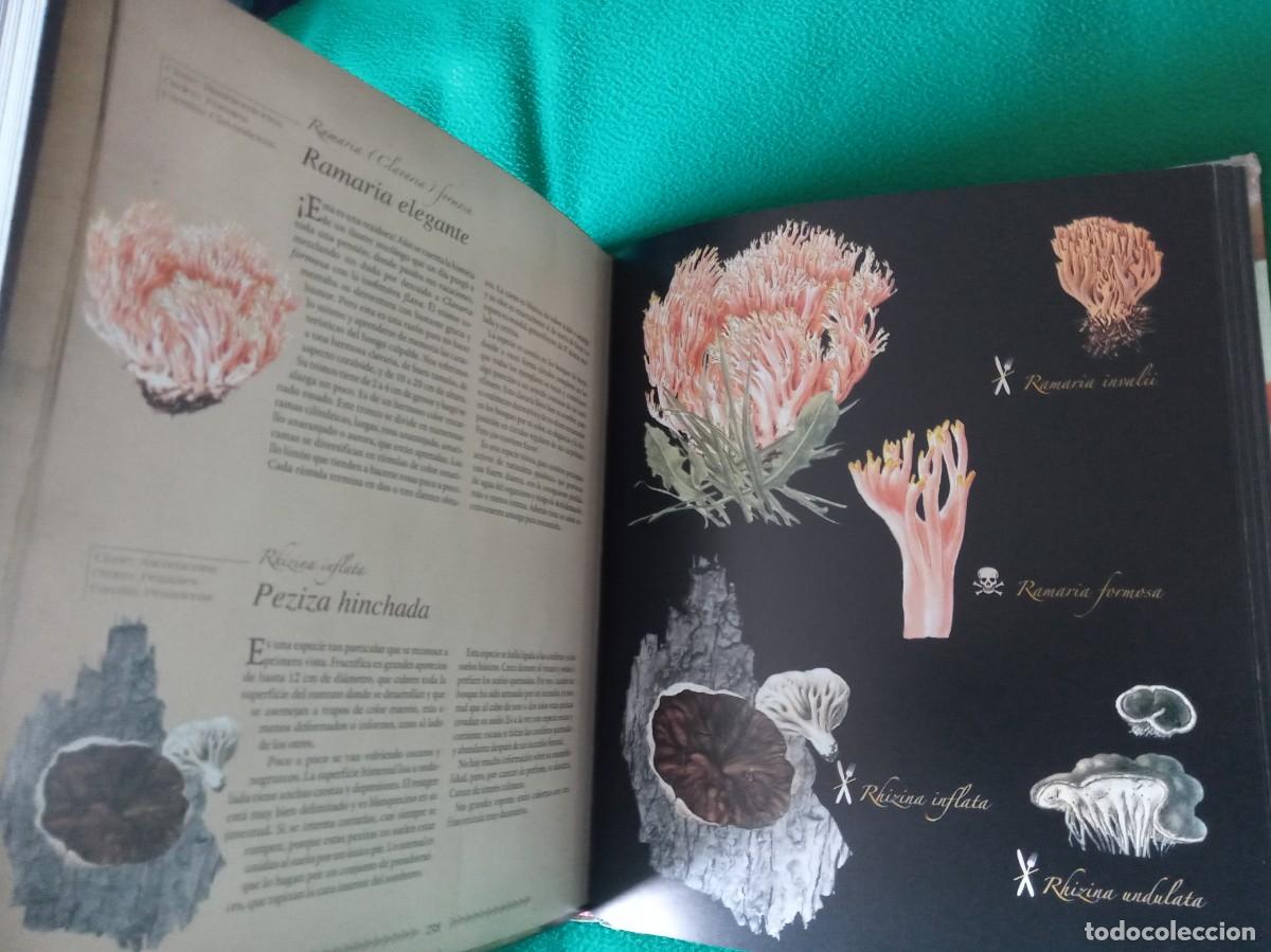 Libros antiguos: LOTE DE 2 LIBROS DE SETAS - Foto 3