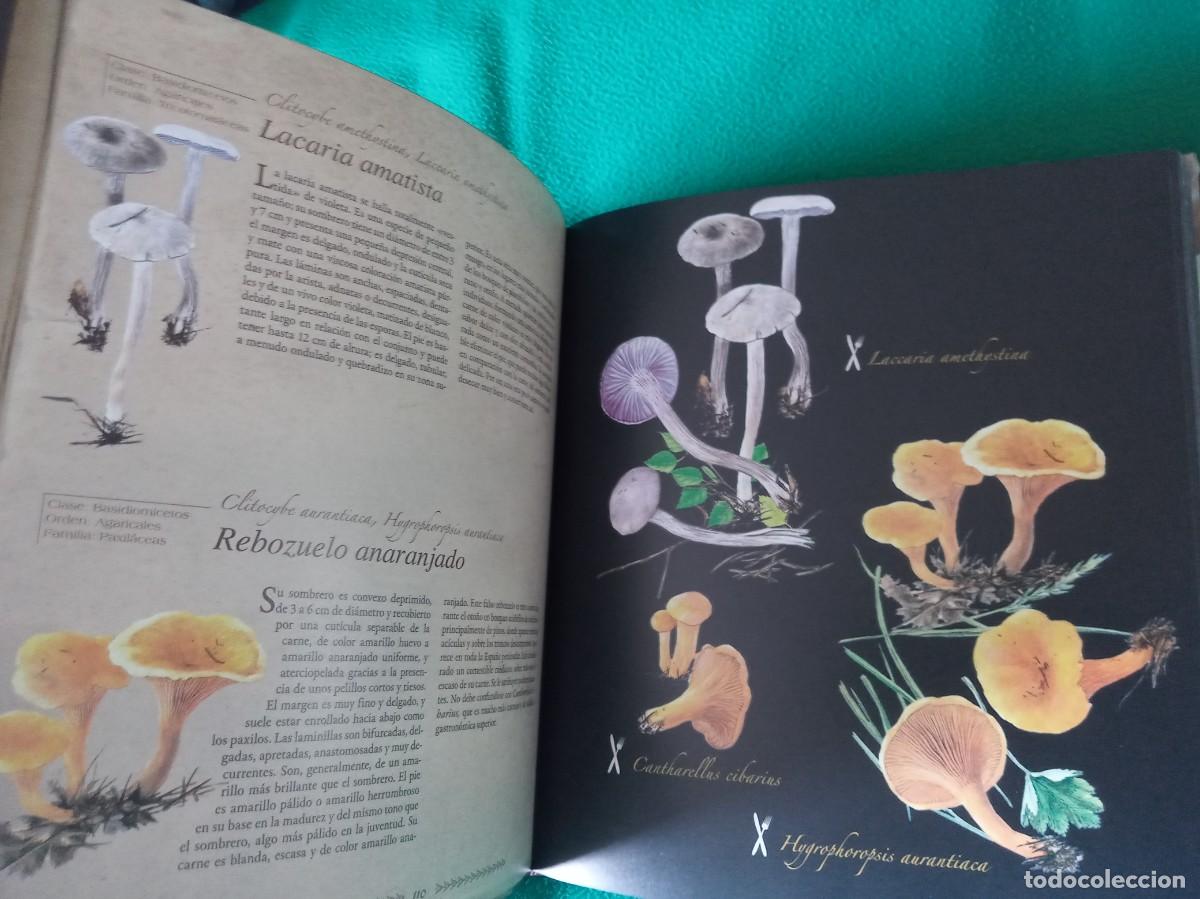 Libros antiguos: LOTE DE 2 LIBROS DE SETAS - Foto 4