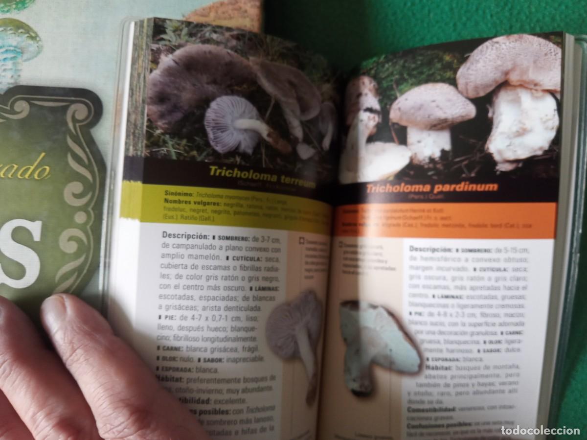 Libros antiguos: LOTE DE 2 LIBROS DE SETAS - Foto 8