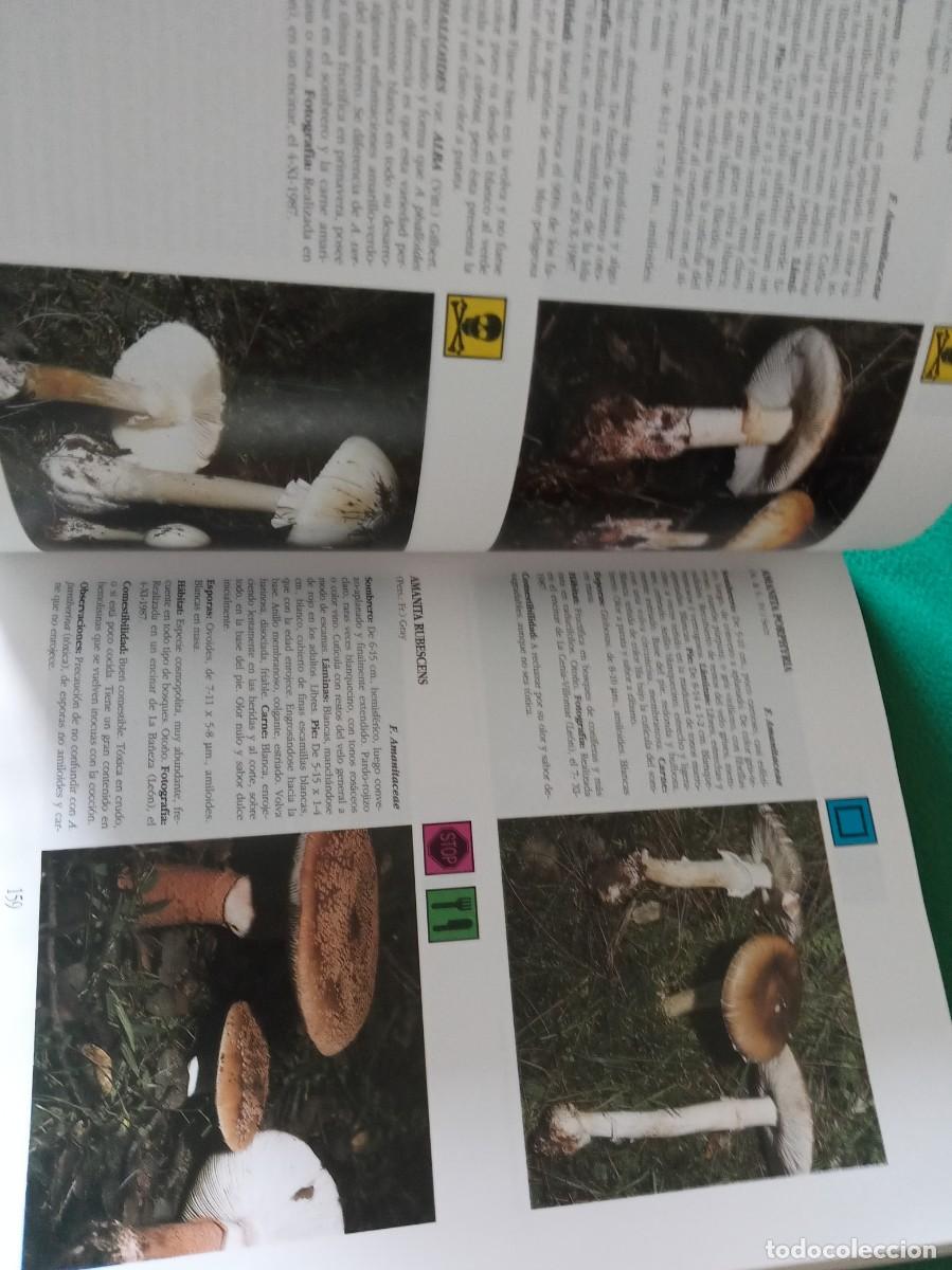 Libros antiguos: LOTE DE 3 LIBROS DE SETAS ( NUEVOS ) - Foto 8