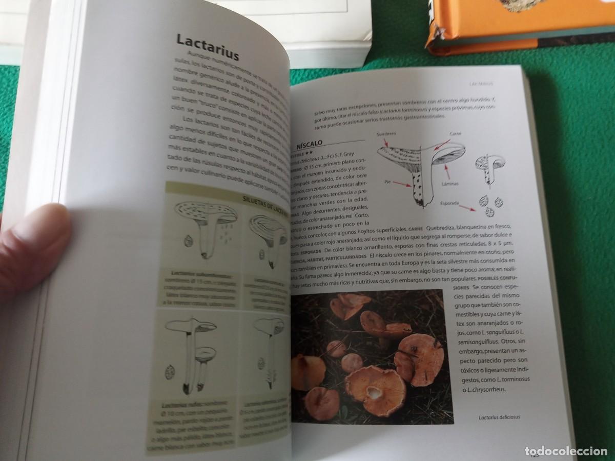 Libros antiguos: LOTE DE 3 LIBROS DE SETAS ( NUEVOS ) - Foto 2
