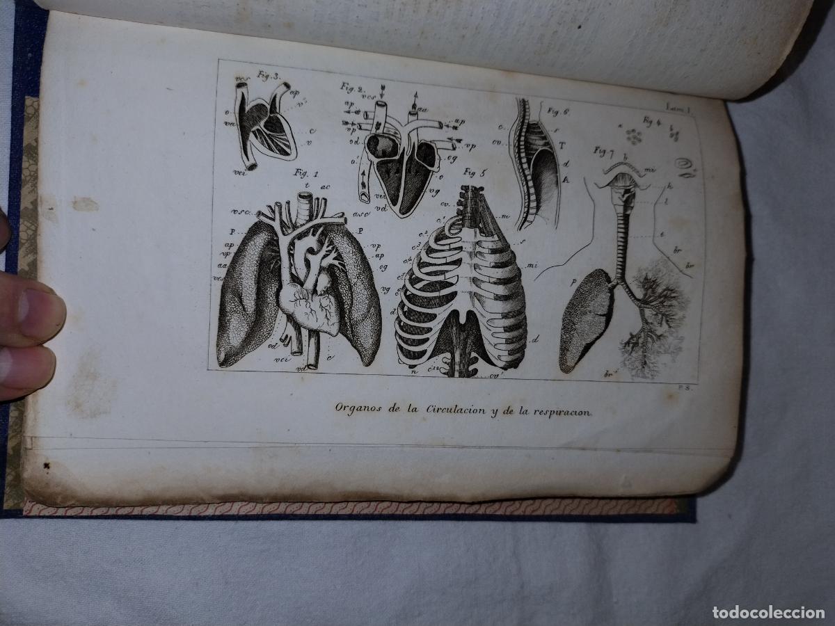 Libros antiguos: ELEMENTOS DE ZOOLOGIA - A&Ntilde;O 1843 - EDWARDS-COMTE - LAMINAS. - Foto 6