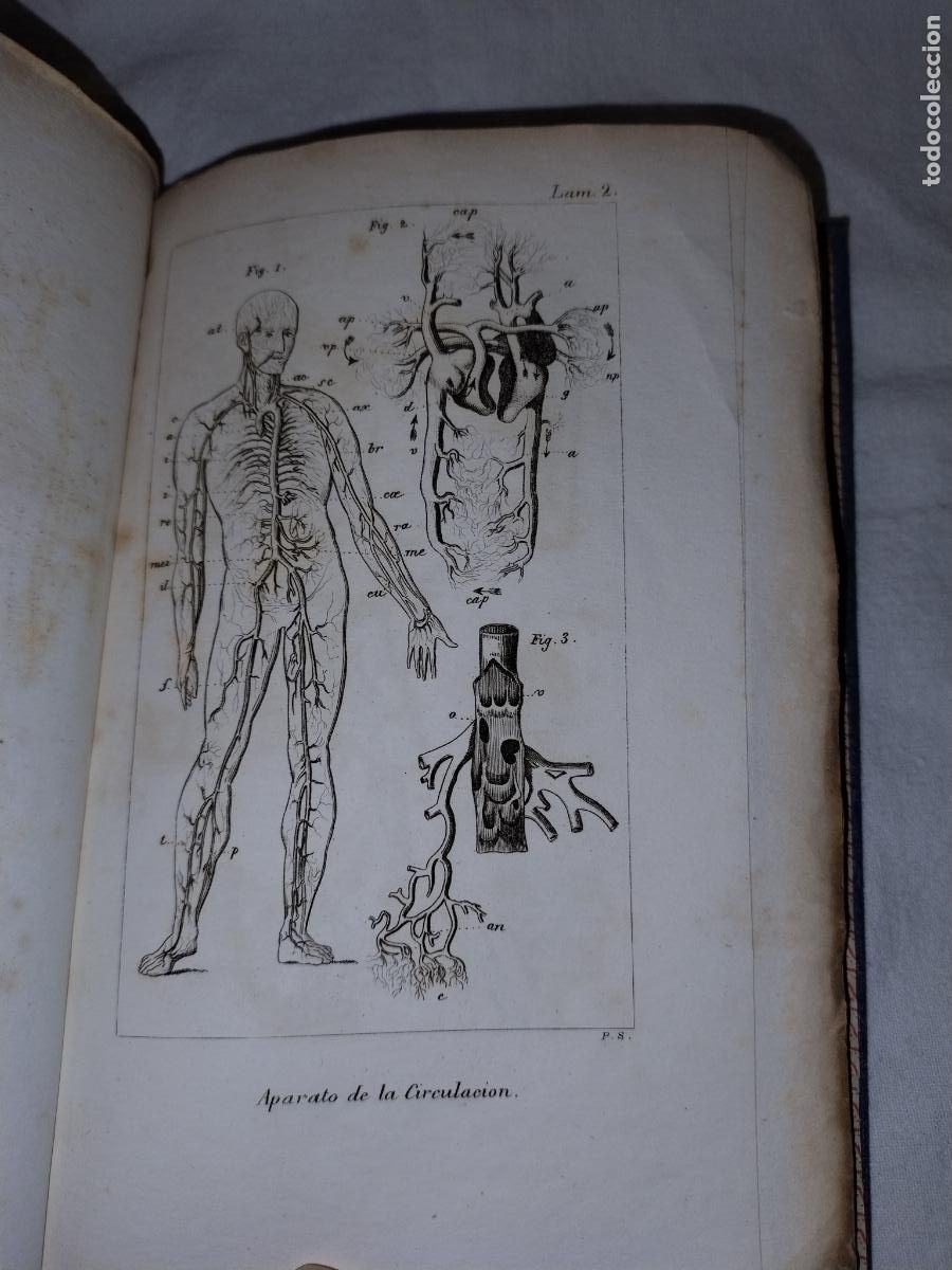Libros antiguos: ELEMENTOS DE ZOOLOGIA - A&Ntilde;O 1843 - EDWARDS-COMTE - LAMINAS. - Foto 7