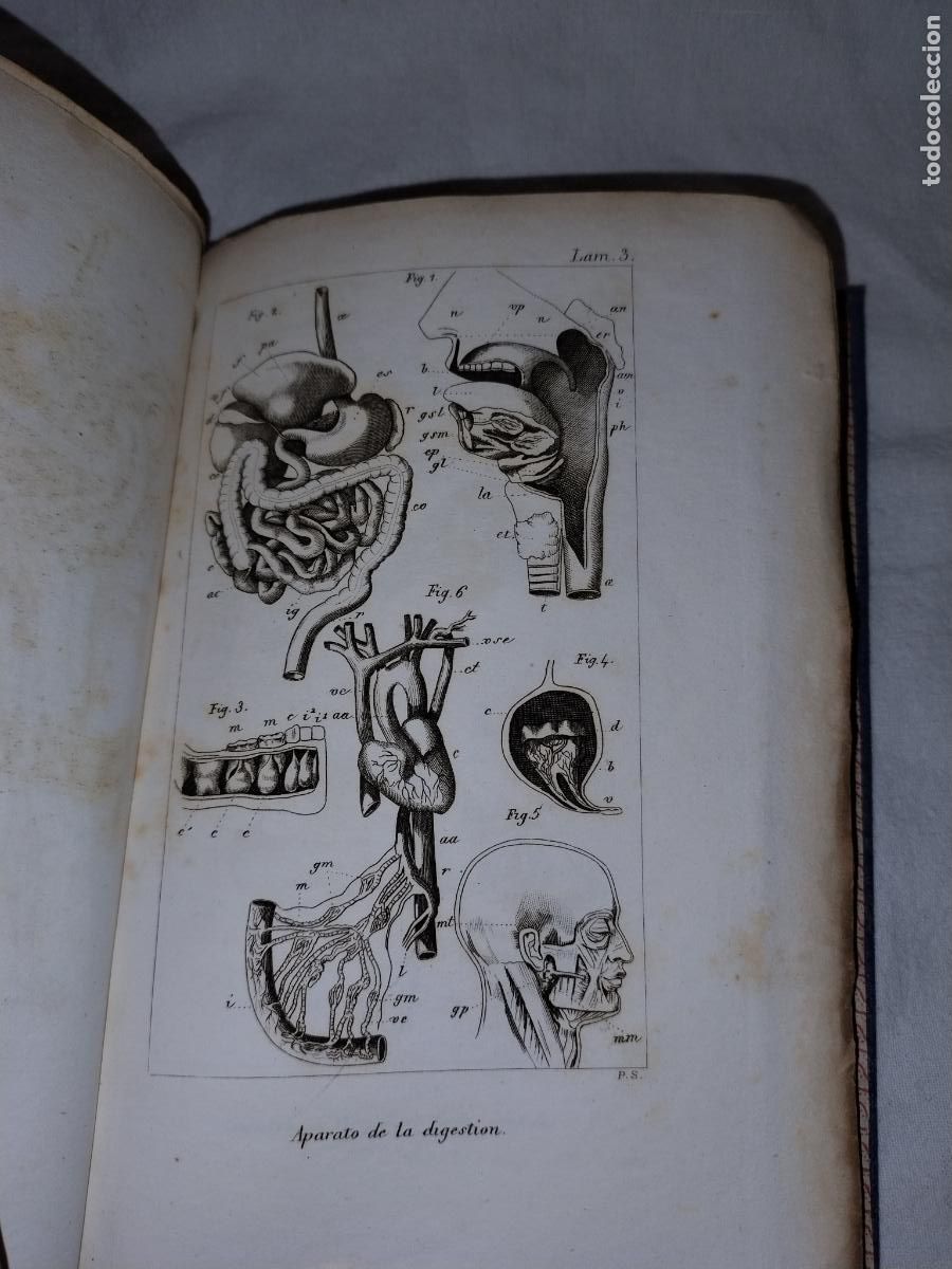 Libros antiguos: ELEMENTOS DE ZOOLOGIA - A&Ntilde;O 1843 - EDWARDS-COMTE - LAMINAS. - Foto 8