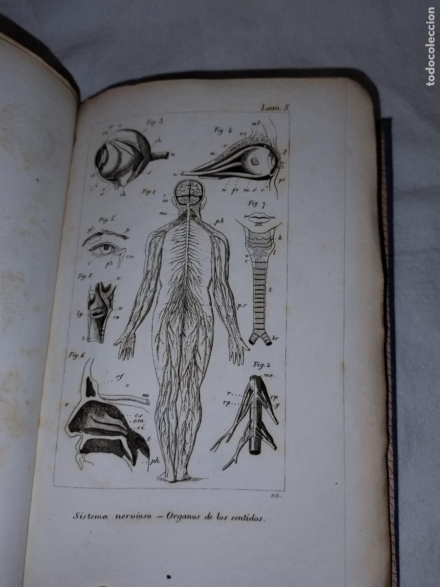 Libros antiguos: ELEMENTOS DE ZOOLOGIA - A&Ntilde;O 1843 - EDWARDS-COMTE - LAMINAS. - Foto 9