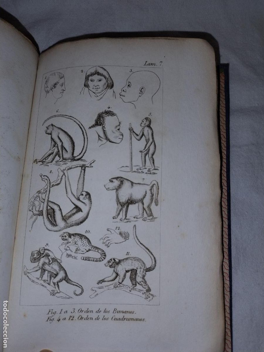 Libros antiguos: ELEMENTOS DE ZOOLOGIA - A&Ntilde;O 1843 - EDWARDS-COMTE - LAMINAS. - Foto 10