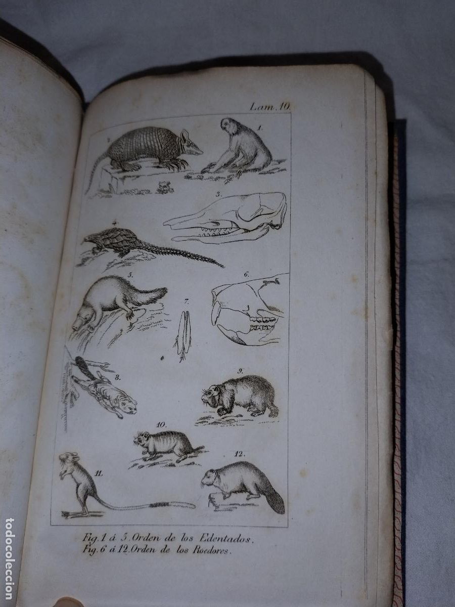 Libros antiguos: ELEMENTOS DE ZOOLOGIA - A&Ntilde;O 1843 - EDWARDS-COMTE - LAMINAS. - Foto 11