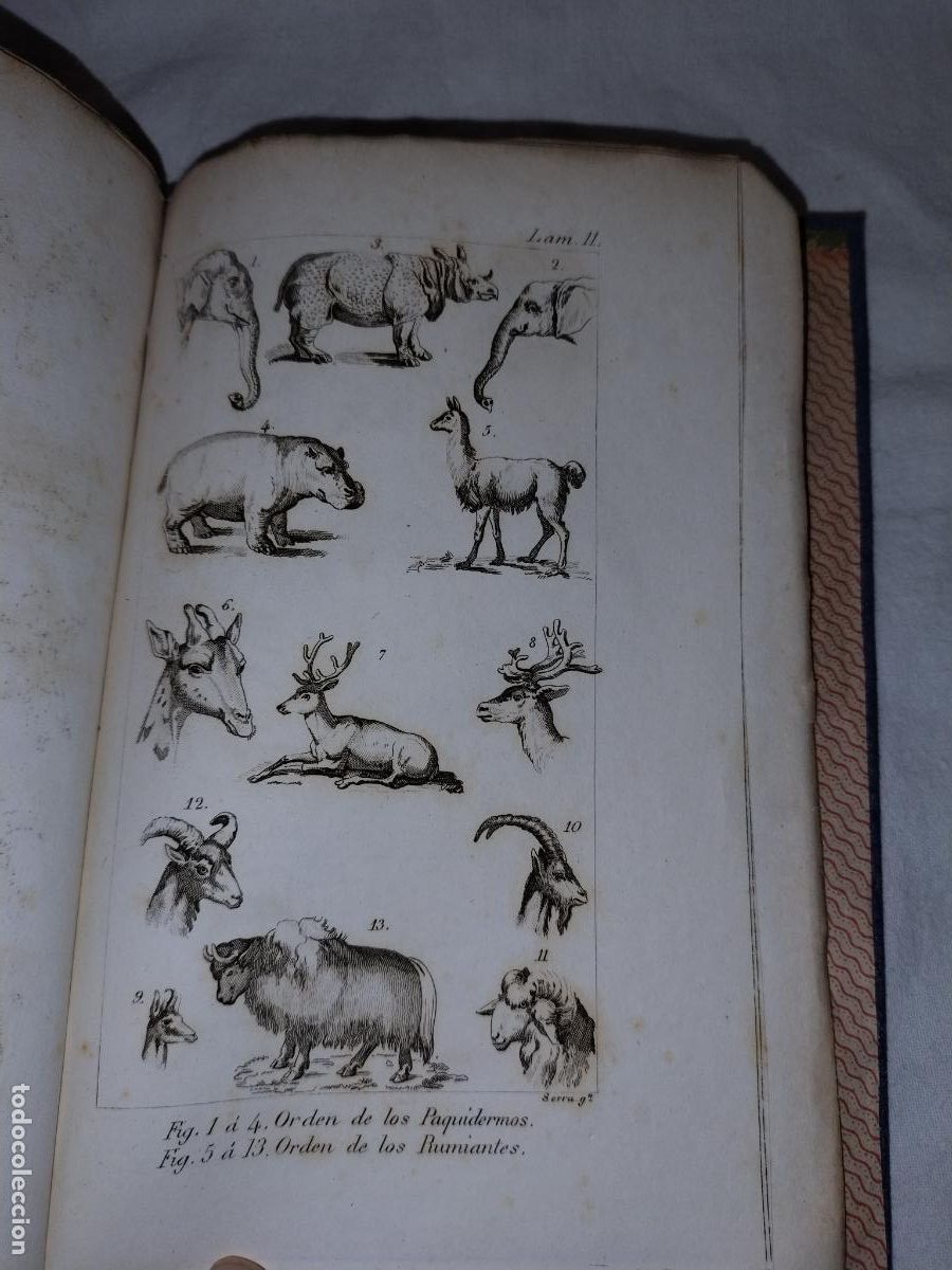Libros antiguos: ELEMENTOS DE ZOOLOGIA - A&Ntilde;O 1843 - EDWARDS-COMTE - LAMINAS. - Foto 12