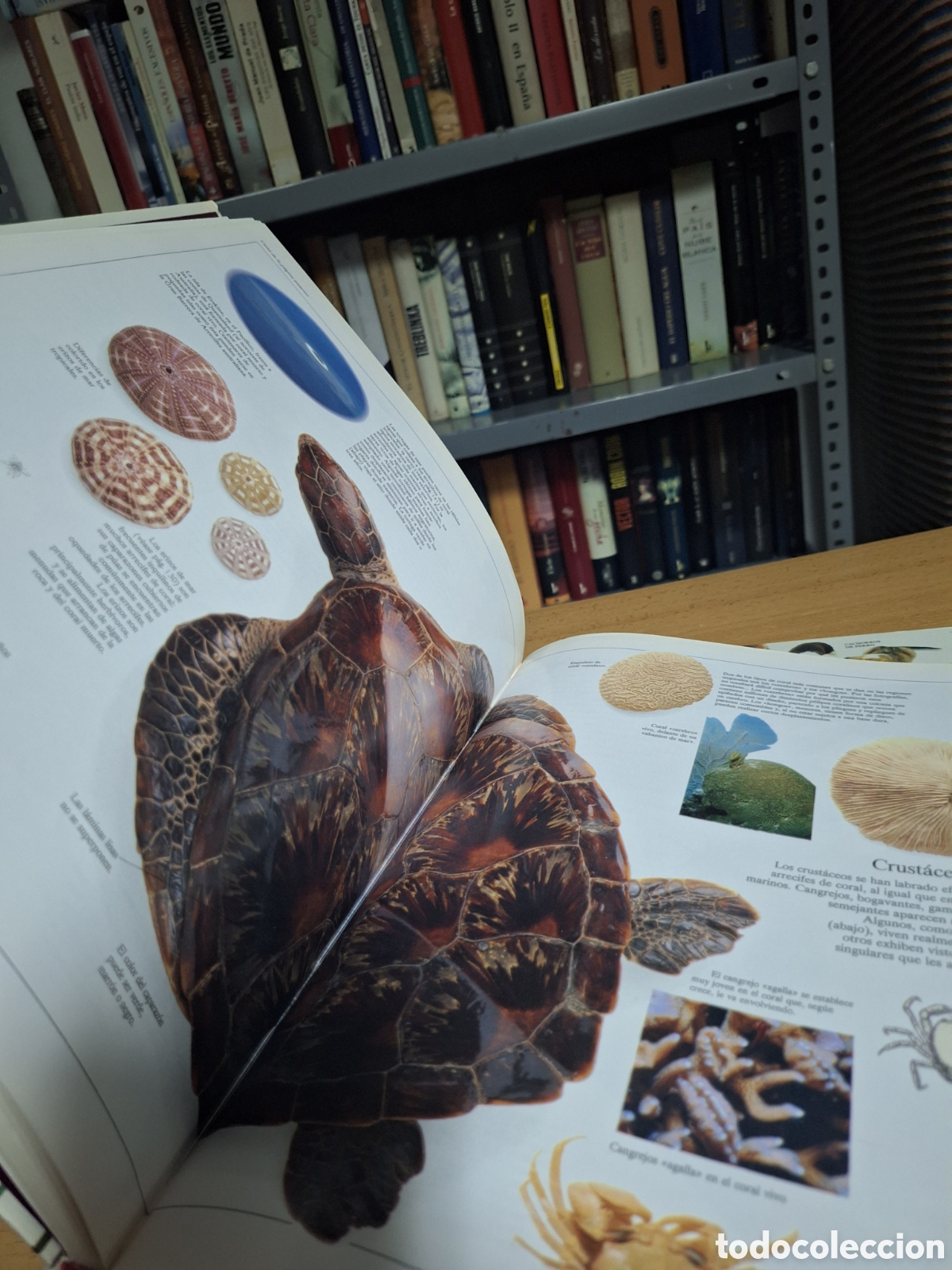 Libros antiguos: Enciclopedia Visual de los Seres Vivos II y III - Foto 4