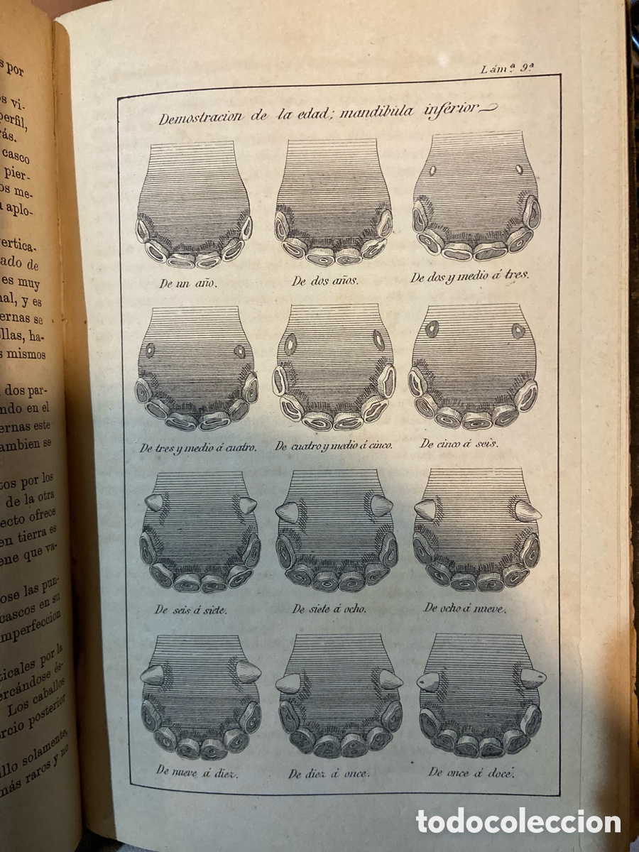 Libros antiguos: Obra completa de Equitaci&oacute;n- Jose Hidalgo-B4 - Foto 6