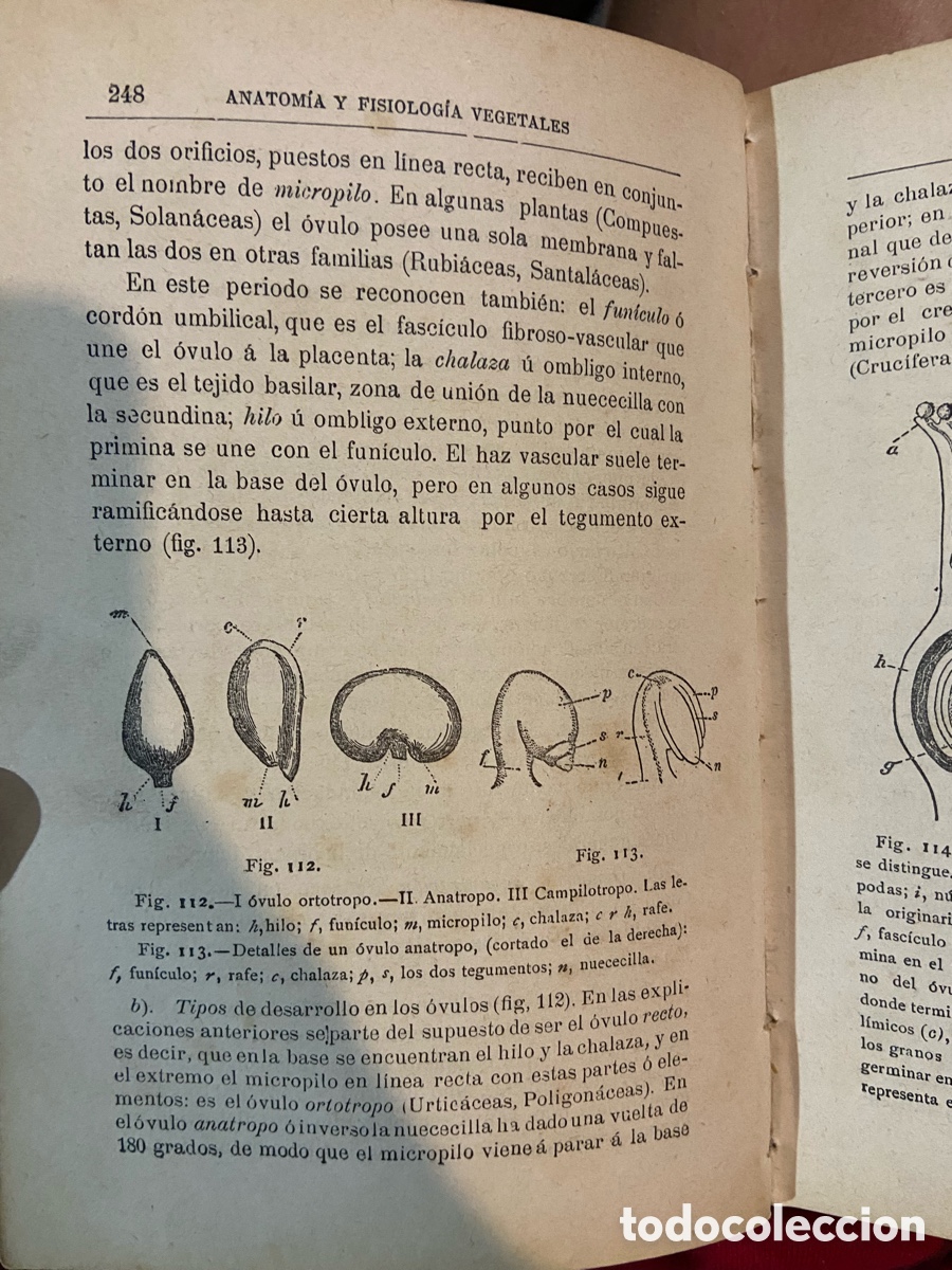 Libros antiguos: Organogragia y Botanica - Risue&ntilde;o - B4 - Foto 6